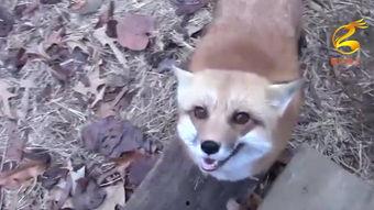 狐狸在线观看910,揭秘神秘狐狸的奇幻之旅